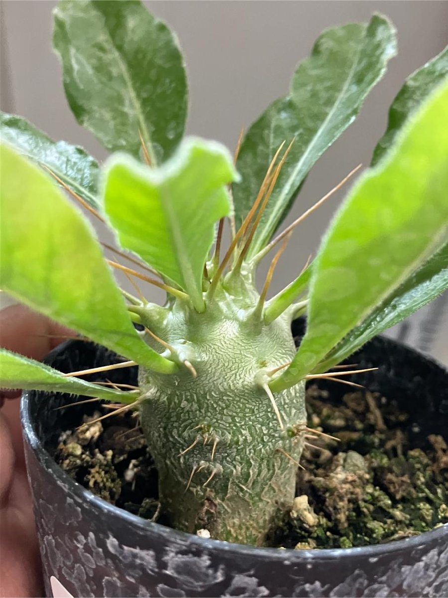 イ0974 「実生」パキポディウム　サウンデルシー【種から発芽・Pachypodium saundersii・白馬城・サンデルシー】_画像6