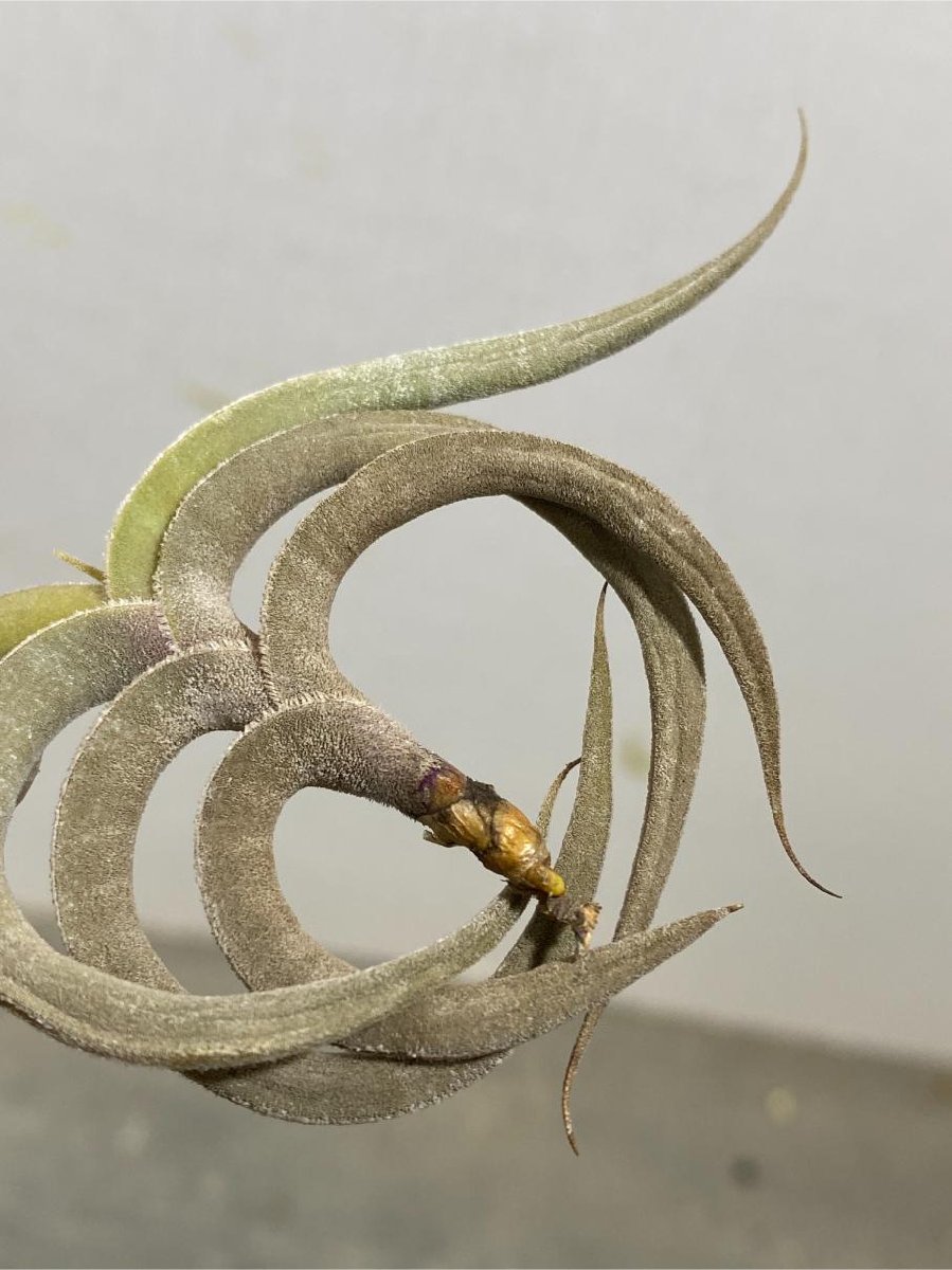 ウ4757 「エアプランツ」tillandsia gilliesii × tenebra 抜き苗【購入でマダガスカル紙幣プレゼント！・希少・美株・チランジア】_画像6