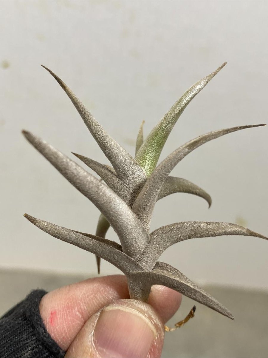 ウ4723 「エアプランツ」tillandsia gilliesii polysticha 抜き苗【購入でマダガスカル紙幣プレゼント！・希少・美株・チランジア】_画像6