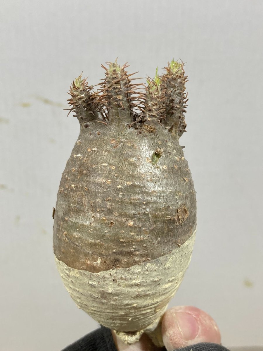 ユ8570「塊根植物」パキポディウム グラキリス S 抜き苗【10/6最新到着