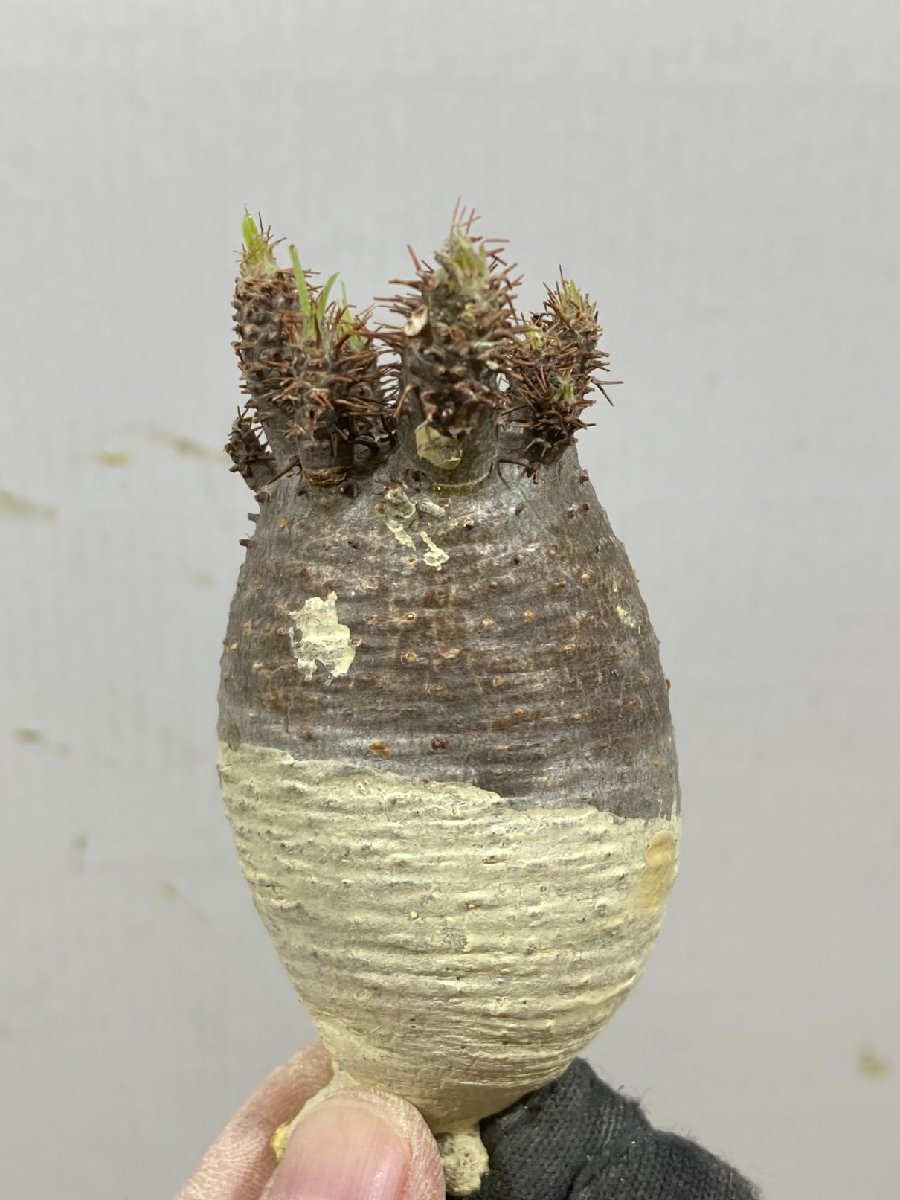 ユ8570「塊根植物」パキポディウム グラキリス S 抜き苗【10/6最新到着