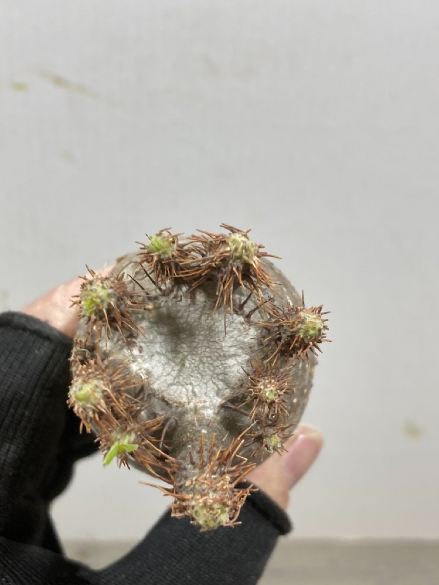 ユ8570「塊根植物」パキポディウム グラキリス S 抜き苗【10/6最新到着