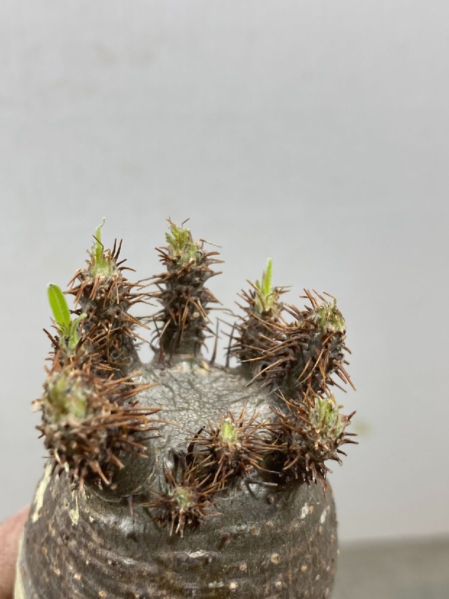ユ8570「塊根植物」パキポディウム グラキリス S 抜き苗【10/6最新到着