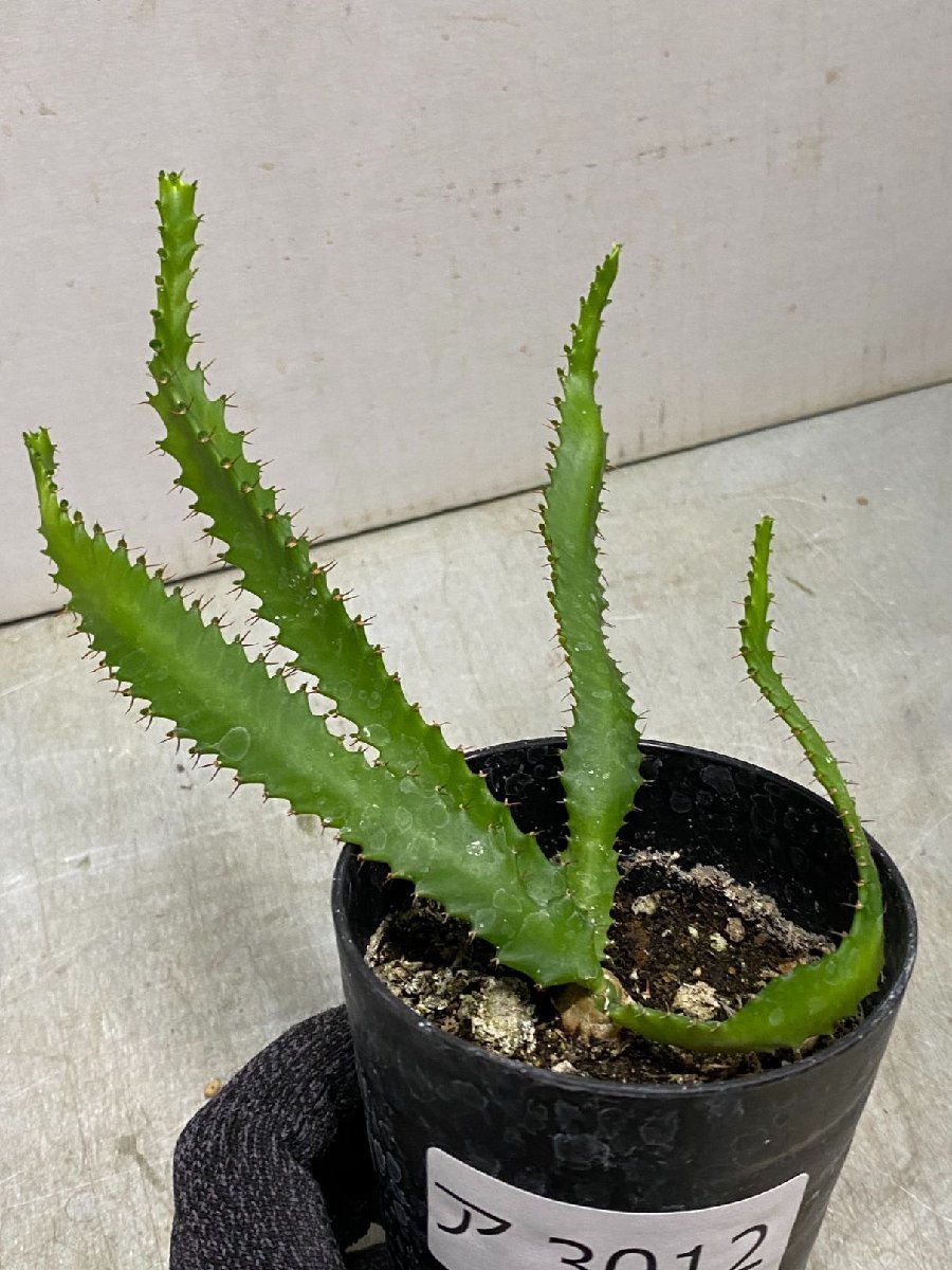 ア3012 「実生」ユーフォルビア　ステラータ【発根・Euphorbia stellata・飛竜・多肉植物】_画像5