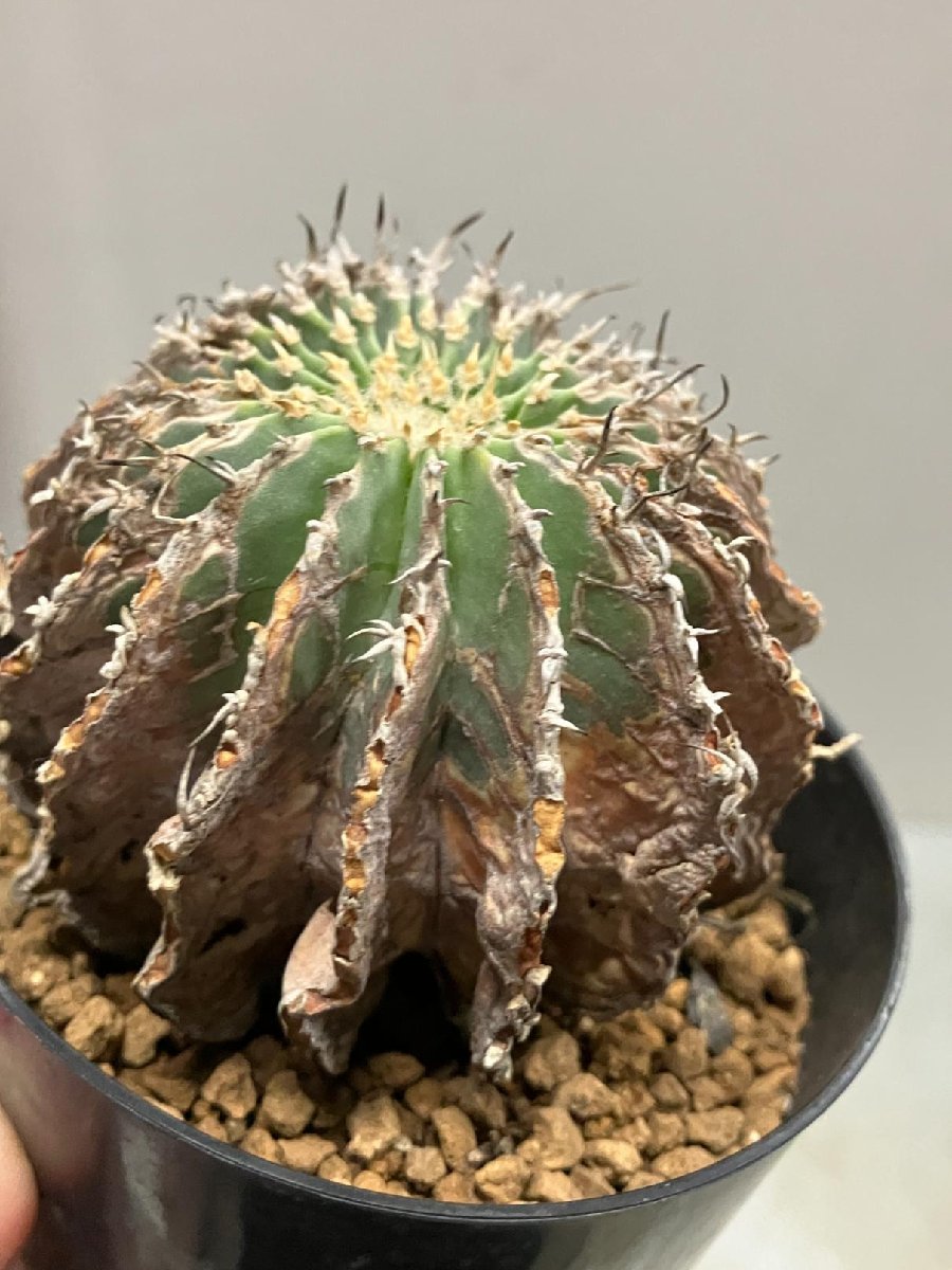 エ0895 「サボテン」ゲオヒントニア メキシカーナ　植え【発根・希少・Geohintonia mexicana】_画像7