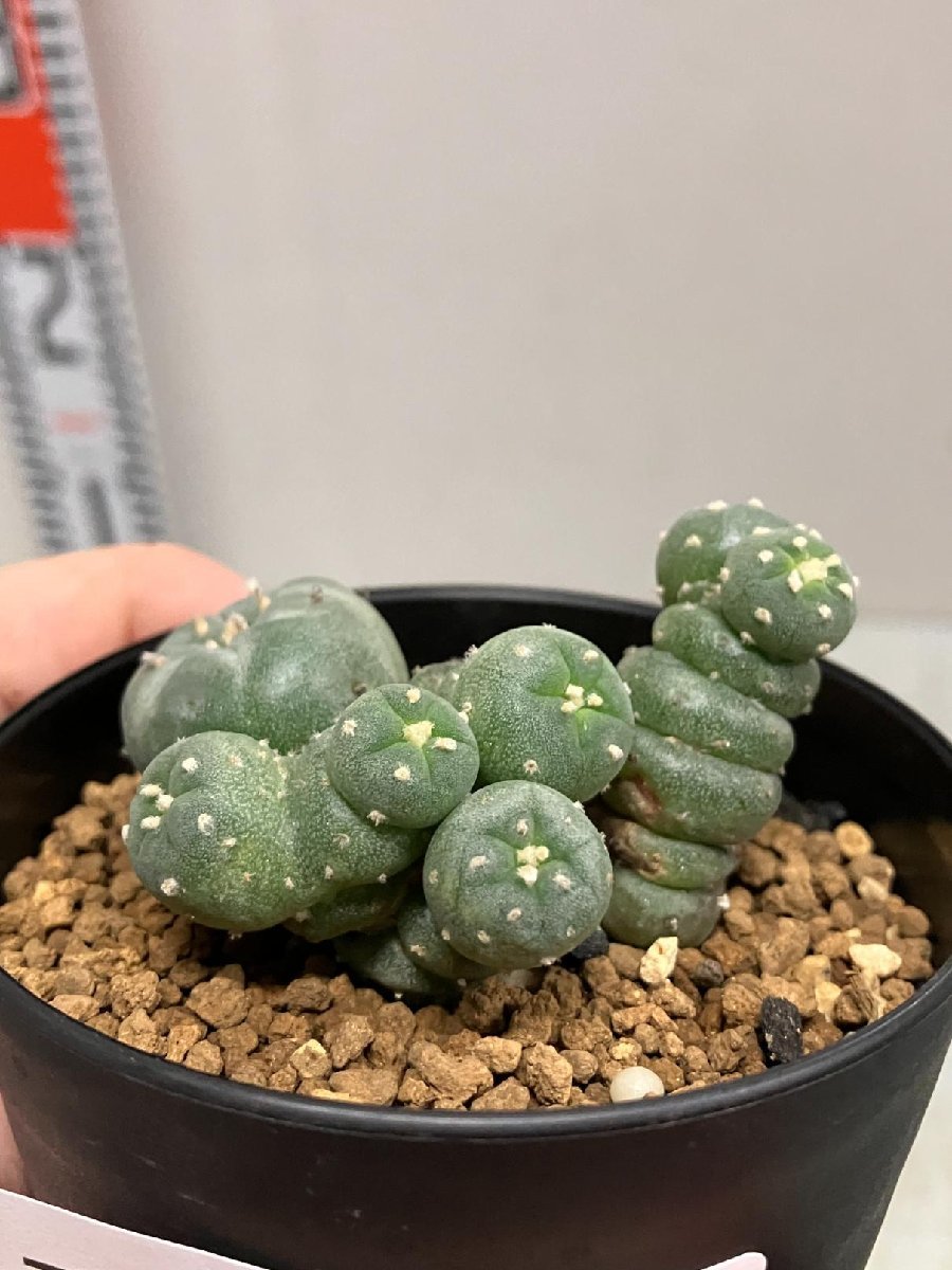 エ0896 「サボテン」ロホホラ 銀冠玉 綴化【Lophophora williamsii var. decipiens ロフォフォラ 白肌銀冠】_画像1