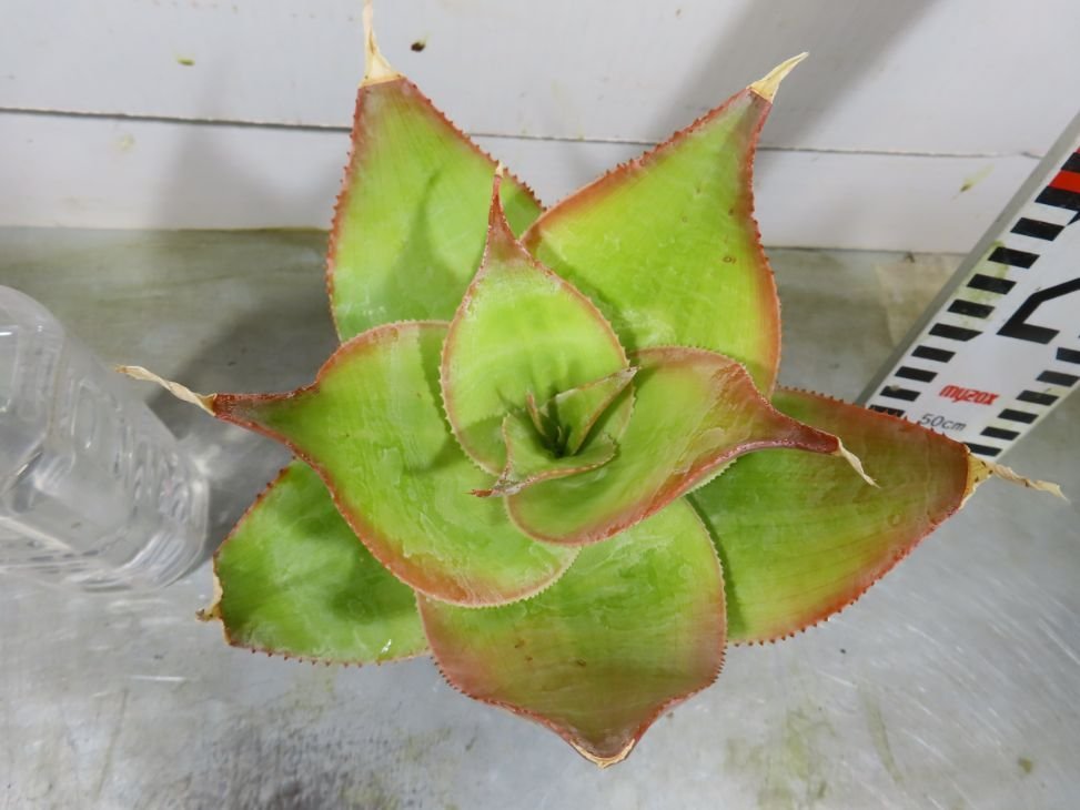 ワ0100 「実生」アロエ イマロテンシス 【アロエ・多肉植物・種から発芽！Aloe imalotensis】_画像1