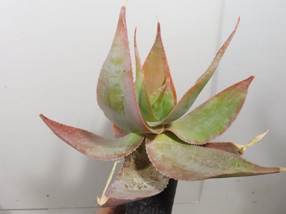 ワ0107 「実生」アロエ イマロテンシス 【アロエ・多肉植物・種から発芽！Aloe imalotensis】_画像1