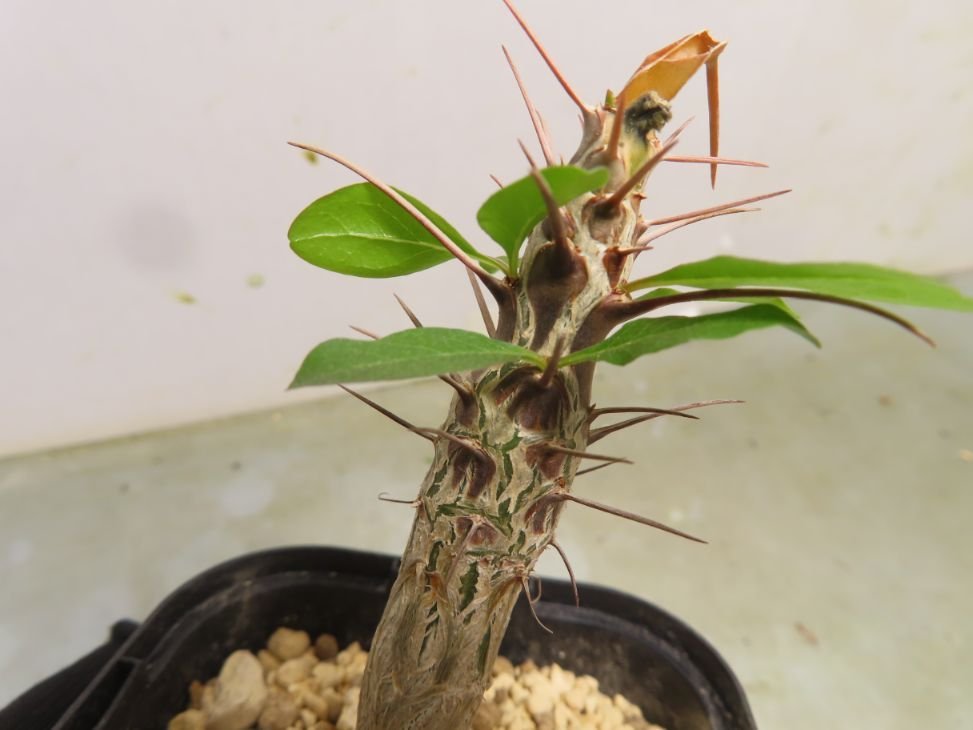 ヲ8702 「実生」フォークイエリア マクドガリー 植え【未発根・多肉植物・Fouquieria macdougalii・塊根植物】_画像6