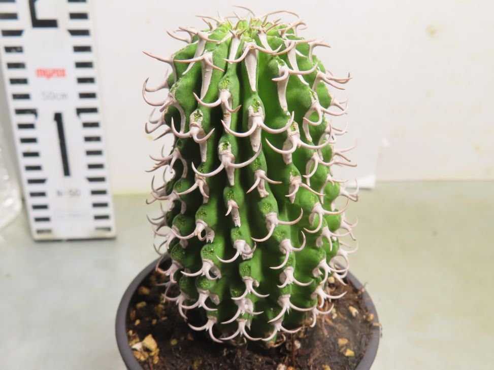 ア2097 「多肉植物I」ユーフォルビア　コルムナリス【美株・発根・Euphorbia columnaris】_画像3