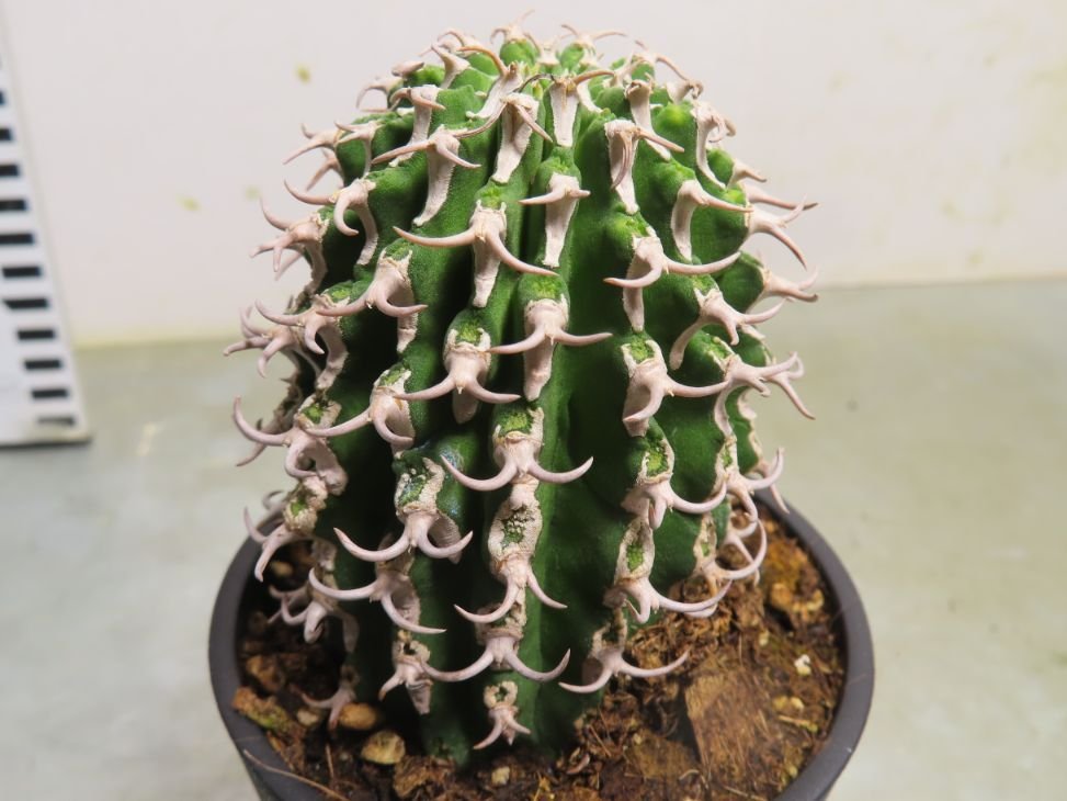 ア2104 「多肉植物I」ユーフォルビア　コルムナリス【美株・発根・Euphorbia columnaris】_画像3