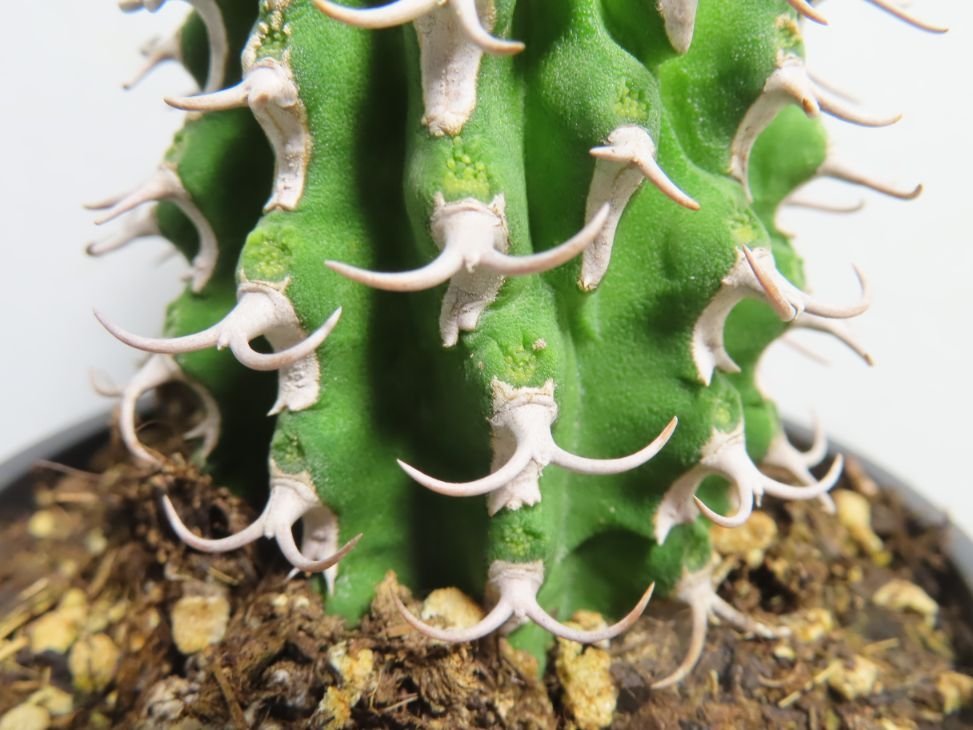ア2102 「多肉植物I」ユーフォルビア　コルムナリス【美株・発根・Euphorbia columnaris】_画像6