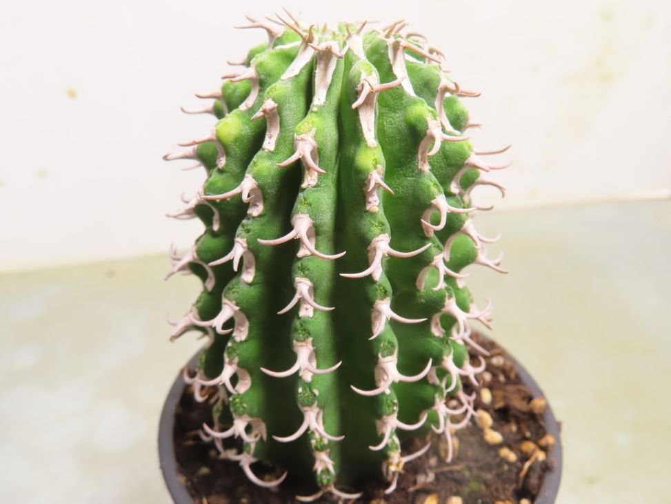 ア2098 「多肉植物I」ユーフォルビア　コルムナリス【美株・発根・Euphorbia columnaris】_画像1