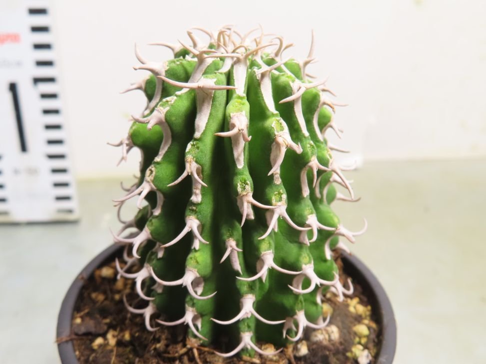 ア2102 「多肉植物I」ユーフォルビア　コルムナリス【美株・発根・Euphorbia columnaris】_画像2