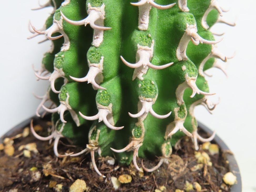 ア2098 「多肉植物I」ユーフォルビア　コルムナリス【美株・発根・Euphorbia columnaris】_画像6