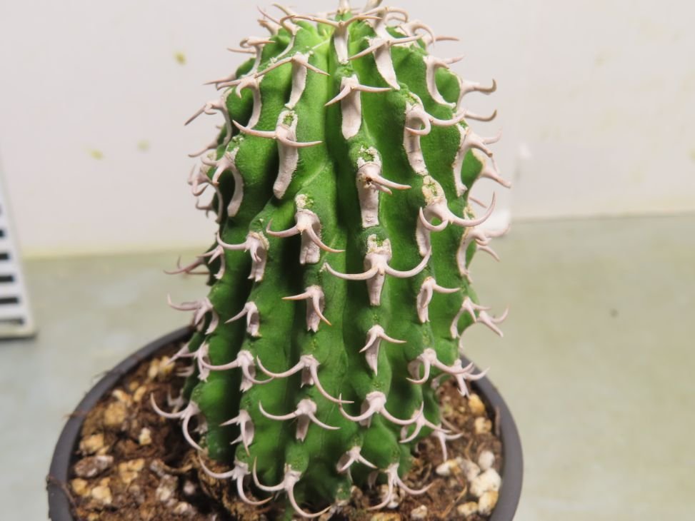 ア2094 「多肉植物I」ユーフォルビア　コルムナリス【美株・発根・Euphorbia columnaris】_画像2