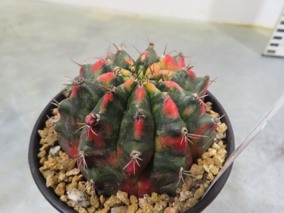 イ0121 「多肉植物I」ギムノカリキウム ミハノビッチ 植え【発根・美株・Gymnocalycium mihanovichii・サボテン】_画像1