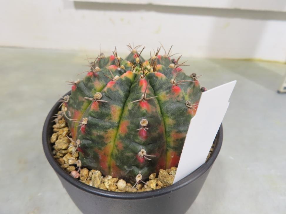 イ0117 「多肉植物I」ギムノカリキウム ミハノビッチ 植え【発根・美株・Gymnocalycium mihanovichii・サボテン】_画像1