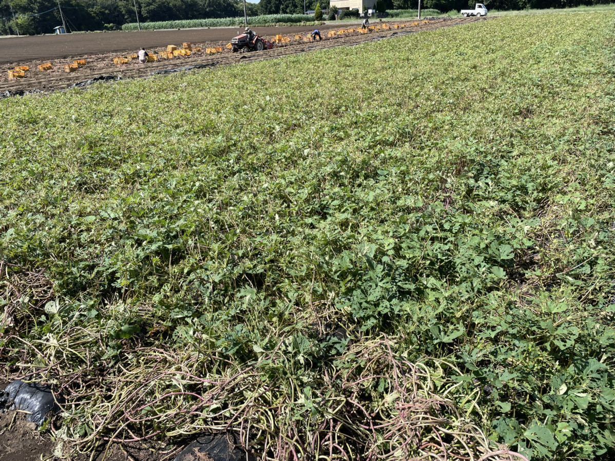 土付き　紅はるか　べにはるか　S・SSサイズ(50〜200g)　5kg さつまいも 茨城県産　5キロ　長期保管向け　追熟　熟成向き_画像5