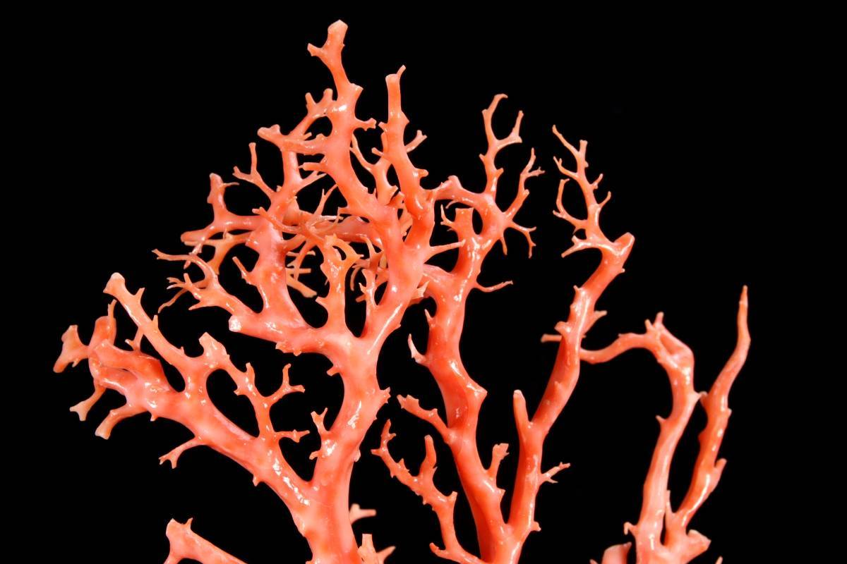 ◆錵◆ 古美術品 天然赤珊瑚置物 ガラスケース付 46cm 唐物骨董 T[E2]PW/23.10廻/HA/(170)_画像2