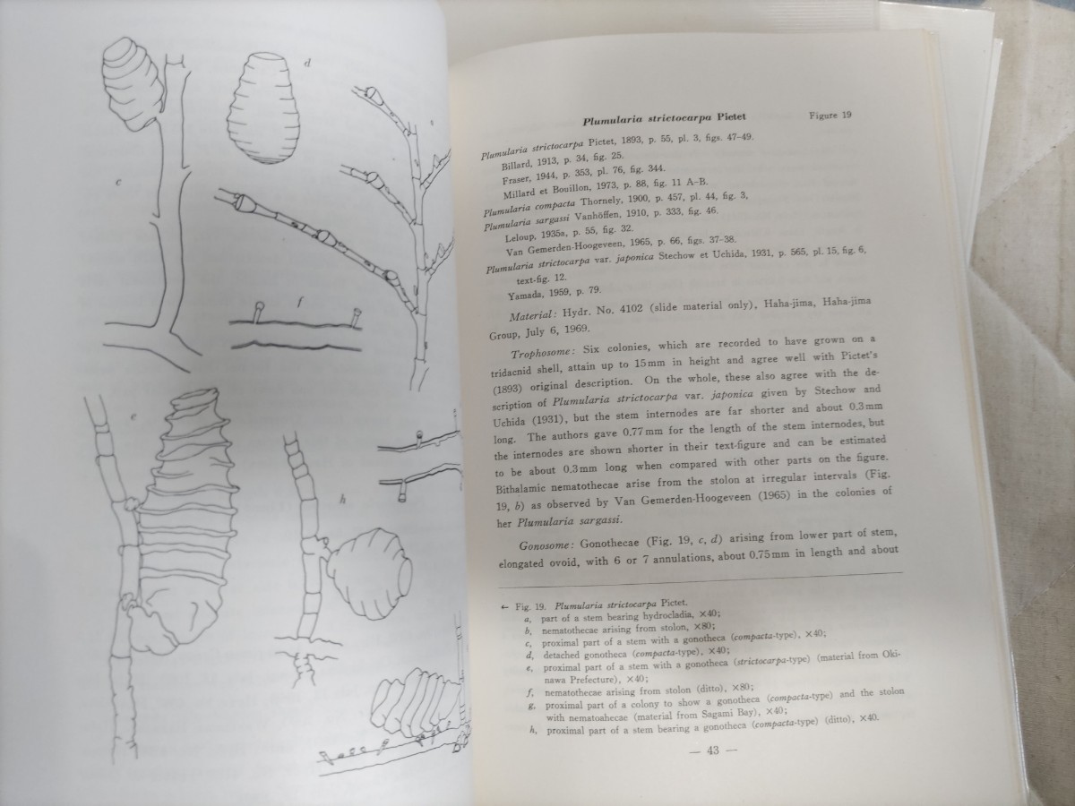 即決☆裕仁(昭和天皇)著『小笠原群島のヒドロゾア類』『伊豆 即決☆裕仁(昭和天皇)著『小笠原群島のヒドロゾア類』『伊豆