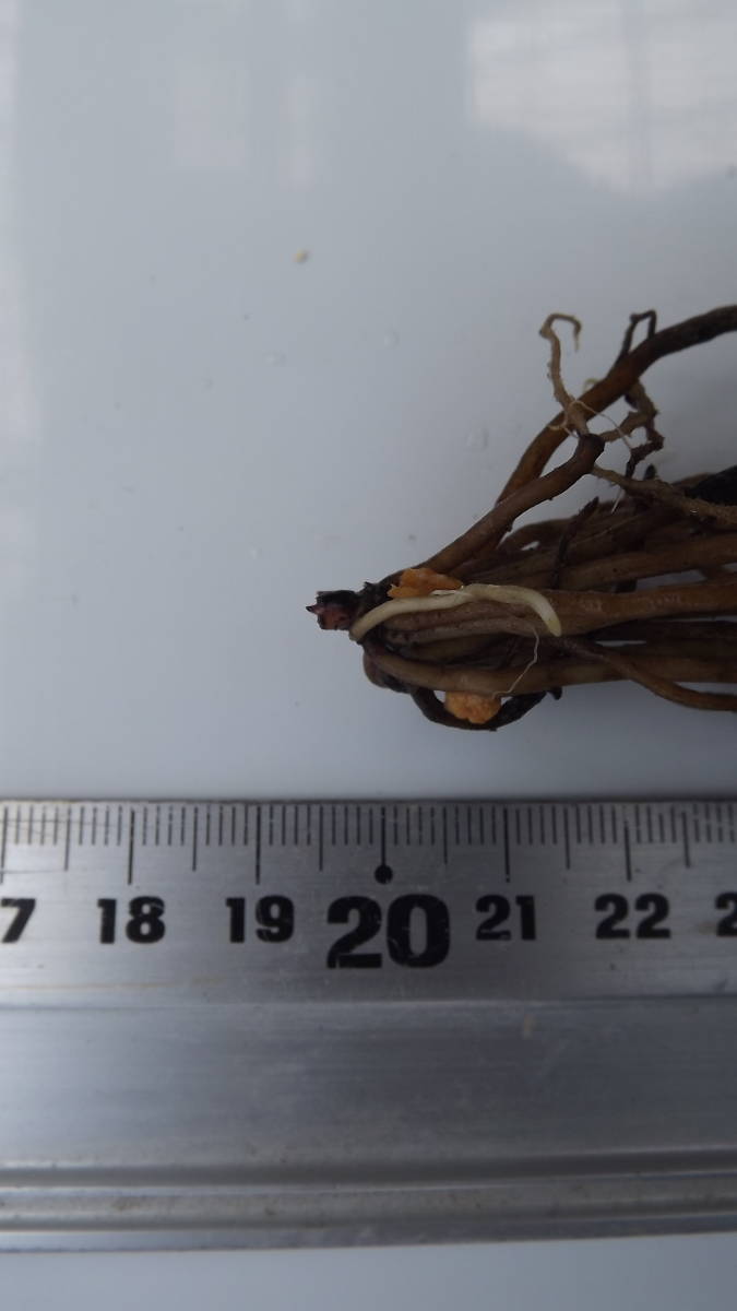 原種クリスマスローズh.thibetanus甘粛省娘々産(2020年播種)実生3年苗_根と芽の状態