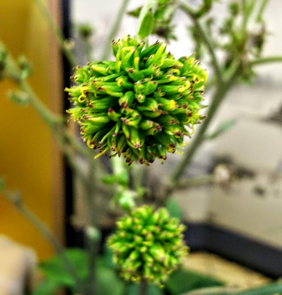 奇跡の花、「福智宝珠」緑手鞠・ポンポン咲きツワブキ花もの最高峰、花つき・小株つき上苗、石蕗、検索・紀州獅子、亀甲斑入り、赤花、緑花_緑花!?赤花!?こんな花は他にありません