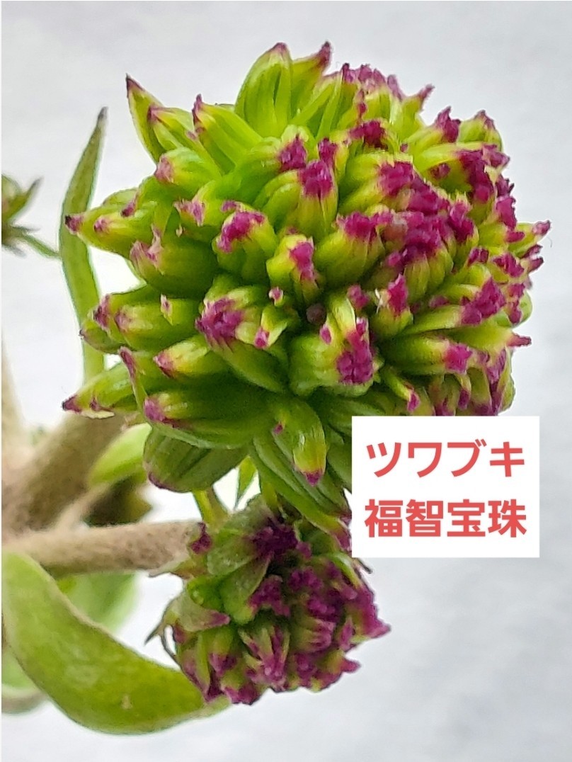 奇跡の花、「福智宝珠」緑手鞠・ポンポン咲きツワブキ花もの最高峰、花つき・小株つき上苗、石蕗、検索・紀州獅子、亀甲斑入り、赤花、緑花_出品物の花です。