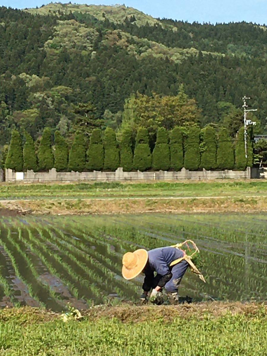 令和5年産新米　新潟産ミルキークイーン白米10kg 新潟県三条市旧しただ村産　冷めてもモチモチ美味しいミルキーをおにぎりやお弁当に？_画像9