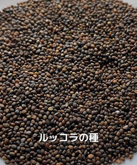 ルッコラ（ロケット）【400粒】栽培期間中農薬不使用の種_画像7