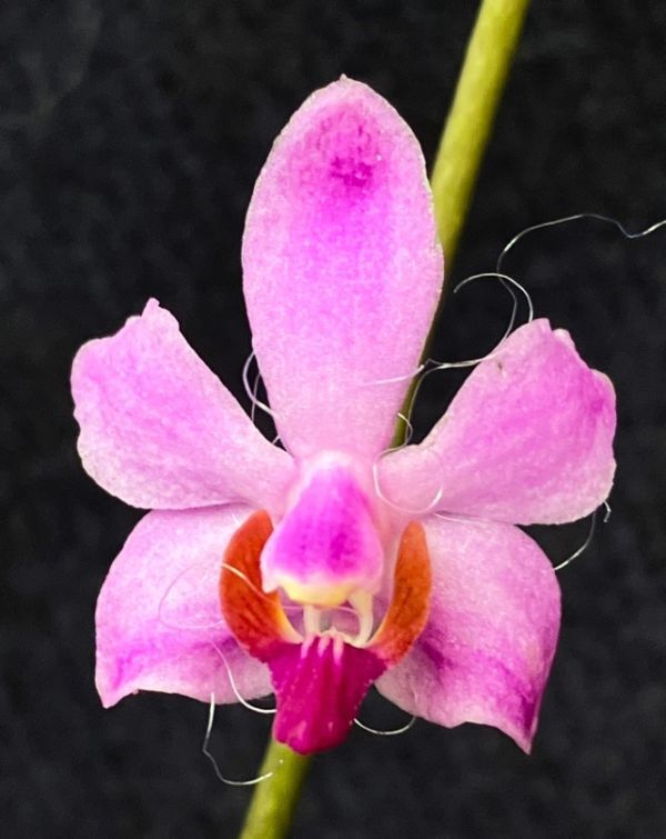 洋蘭 原種 着生蘭 野生蘭 コチョウラン Phal.(Dor.) pulcherrima (Laos Dwarf Type) 同種の中でも特に小型_画像1