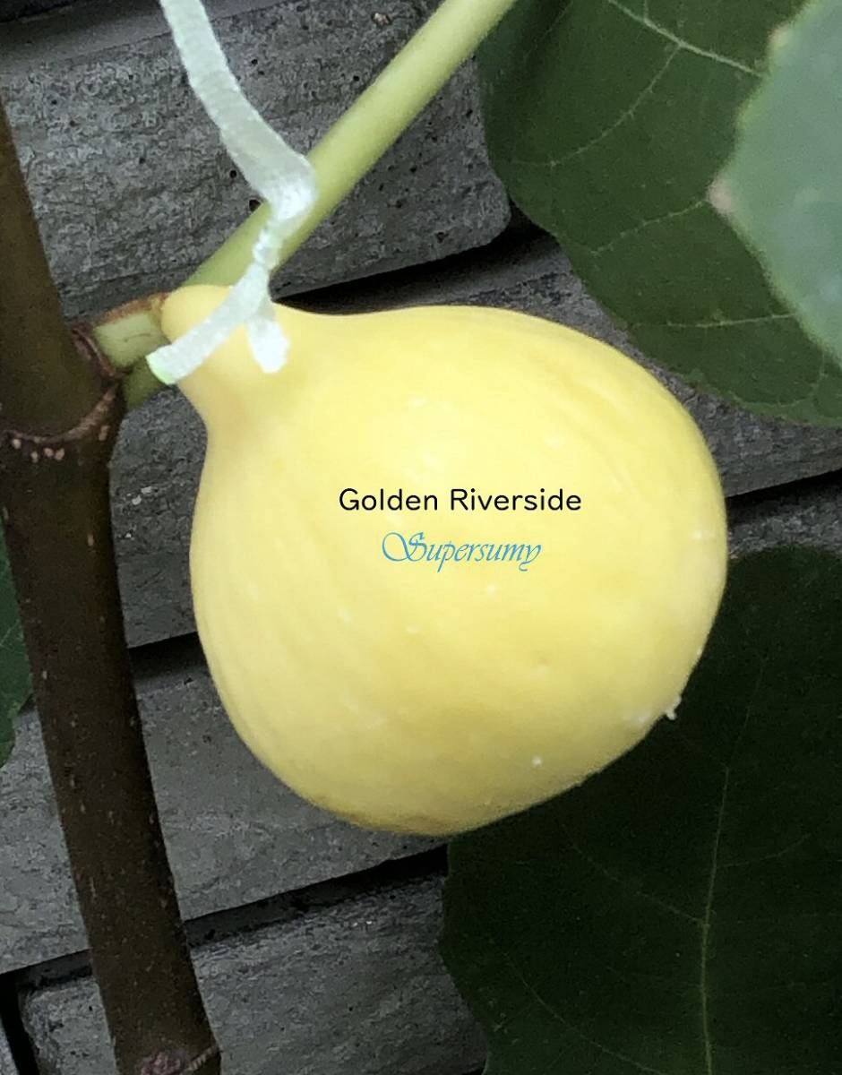 イチジク　品種Golden Riverside幼苗(収穫確認済み)その2_画像1