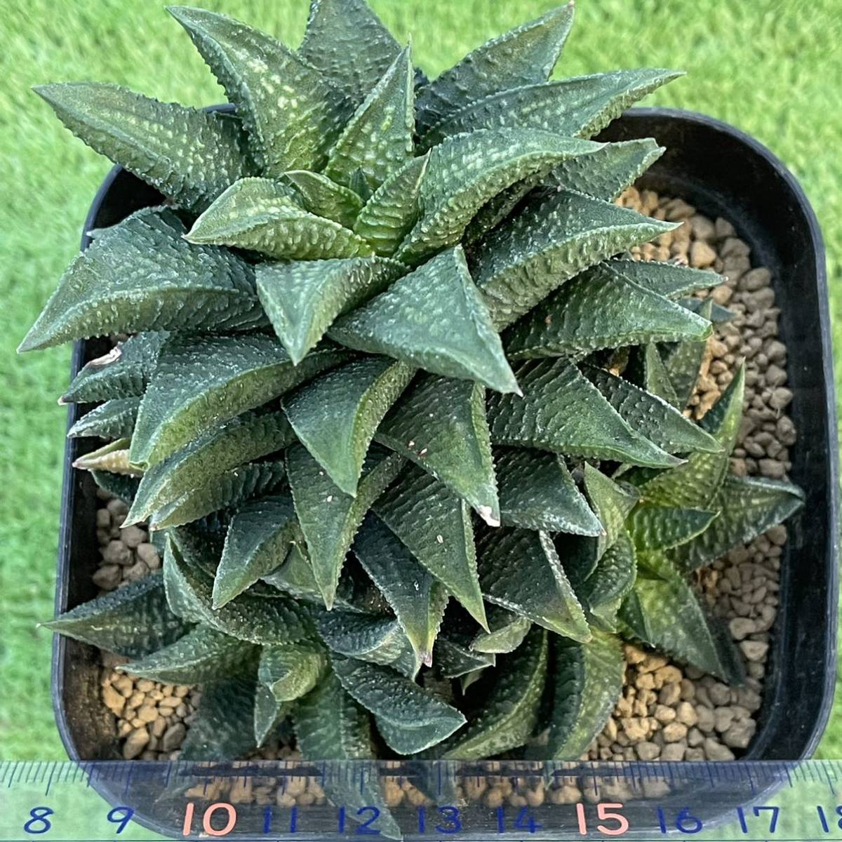 （≧∇≦）多肉植物 ハオルチア コエルマニオルム交配種（ダルマタイプ）　大群生_画像4