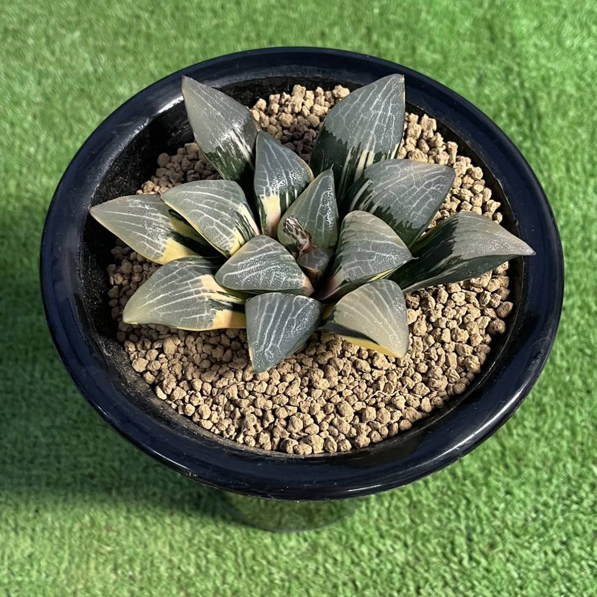 ≧∇≦)多肉植物 ハオルチア コレクタ錦 ≧∇≦)多肉植物 ハオルチア コレクタ錦