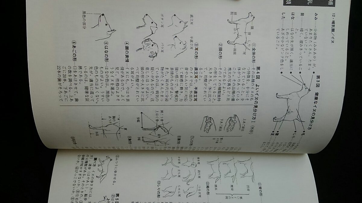 完全図解　生きものの飼い方全書　採集　エサ　飼育　病気の診断と治療　犬　ネコ　ウサギ　インコ　カブトムシ　金魚　鯉　亀　トカゲ　_画像5