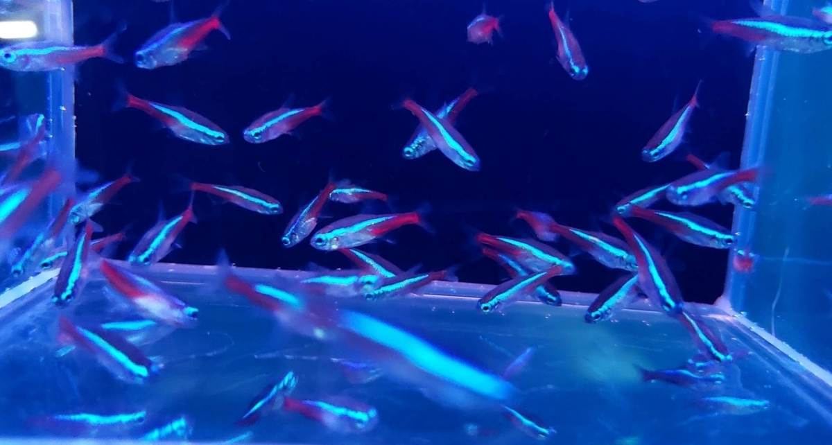  neon Tetra 50 pcs approximately 1~2cm