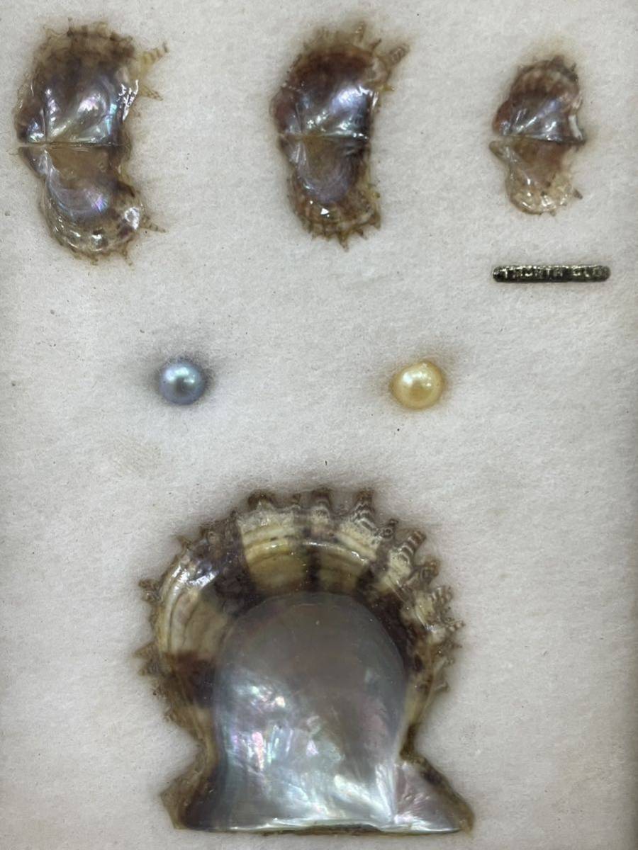 RM5989 真珠貝の標本 額装 真珠母貝生長状態 1109_画像3
