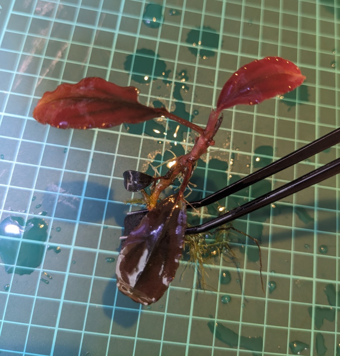 ブセファランドラsp Elegant Purple(エレガントパープル)完全 ブセファランドラsp Elegant Purple(エレガントパープル)完全