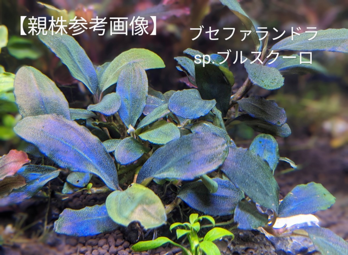 ブセファランドラsp ブルスクーロkn便 完全水中葉|Yahoo!フリマ ブセファランドラsp ブルスクーロkn便 完全水中葉|Yahoo!フリマ