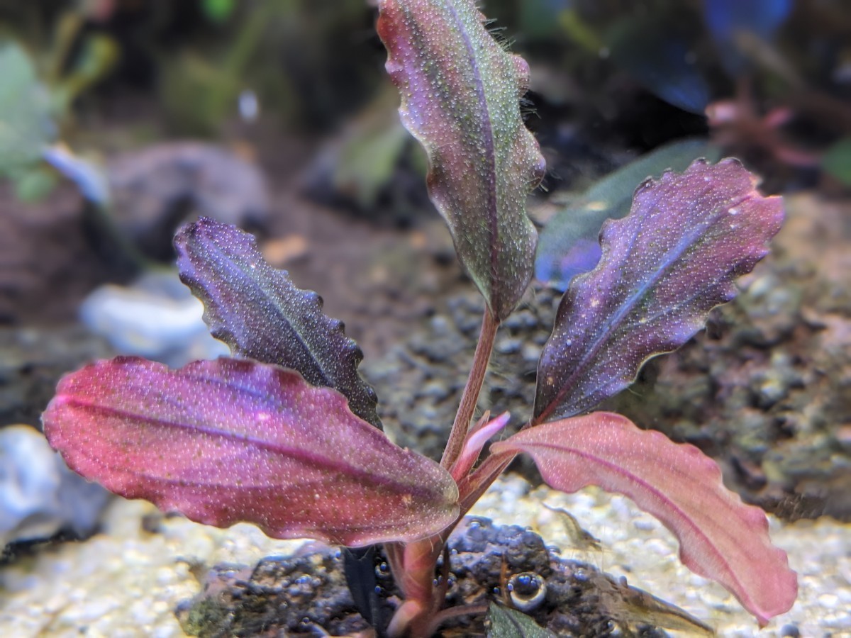ブセファランドラsp.Tricolor Red（トリコロールレッド）完全水中葉/赤 