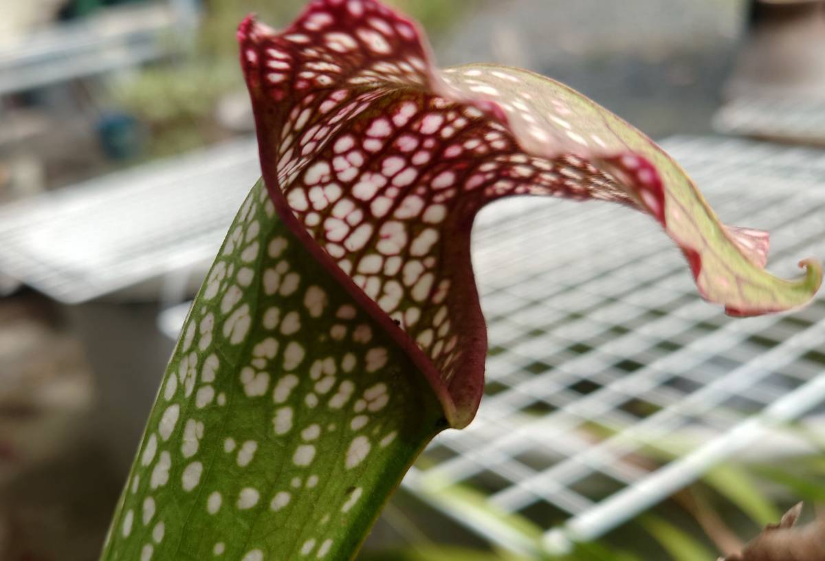 食虫植物　サラセニア「エクセレンス」_画像1