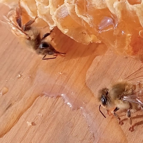 国産 純粋 蜂蜜 はちみつ 1.2kg　２本　栗蜜　秋蜜　京都産_画像7