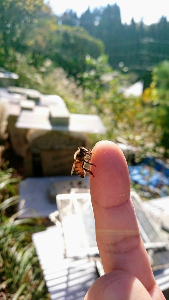 国産 純粋 蜂蜜 はちみつ 1.2kg　栗蜜　京都産_画像6