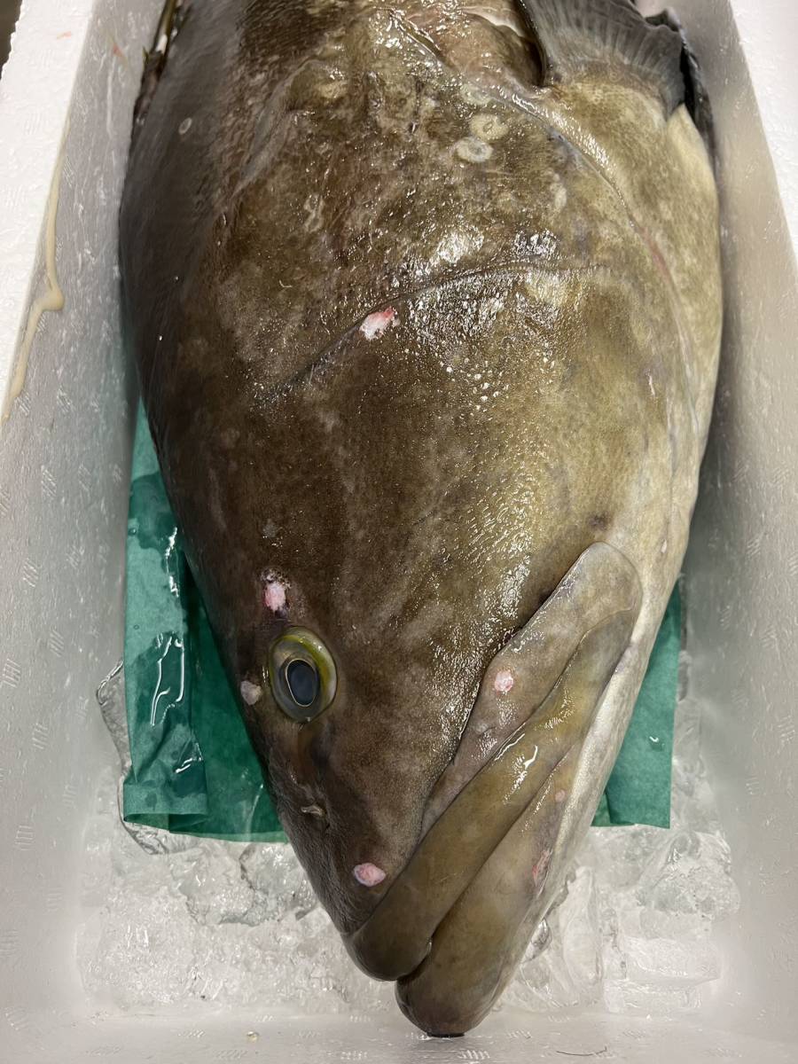 k Eara примерно 14~16kg.. иллюзия. рыба супер высококлассный рыба sashimi кастрюля соль жарение . лет . праздник подарок 
