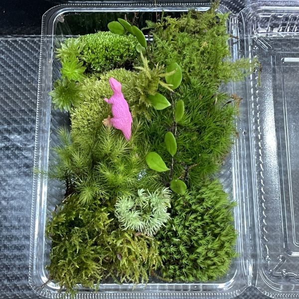 天然苔　こけ　植物詰め合わせ！オオシラガゴケ　ホソバオキナゴケ　マメヅタ等 pk_画像4