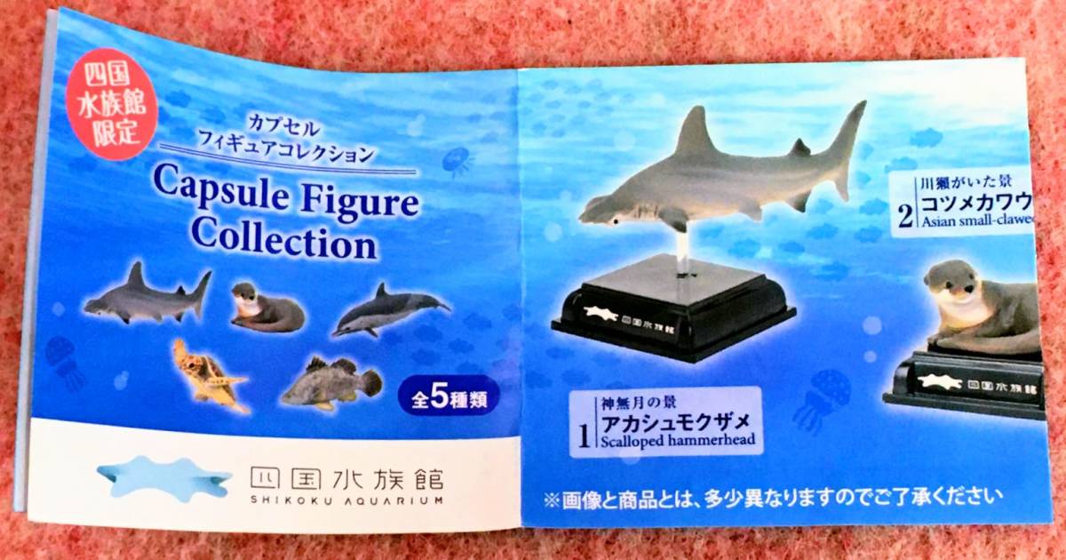 送220円～ 限定品! 四国水族館「アカメ」彩色済 フィギュア & 冊子セット　カプセルトイ 生物 ミニチュア ガチャ ネイチャーテクニカラー_画像6