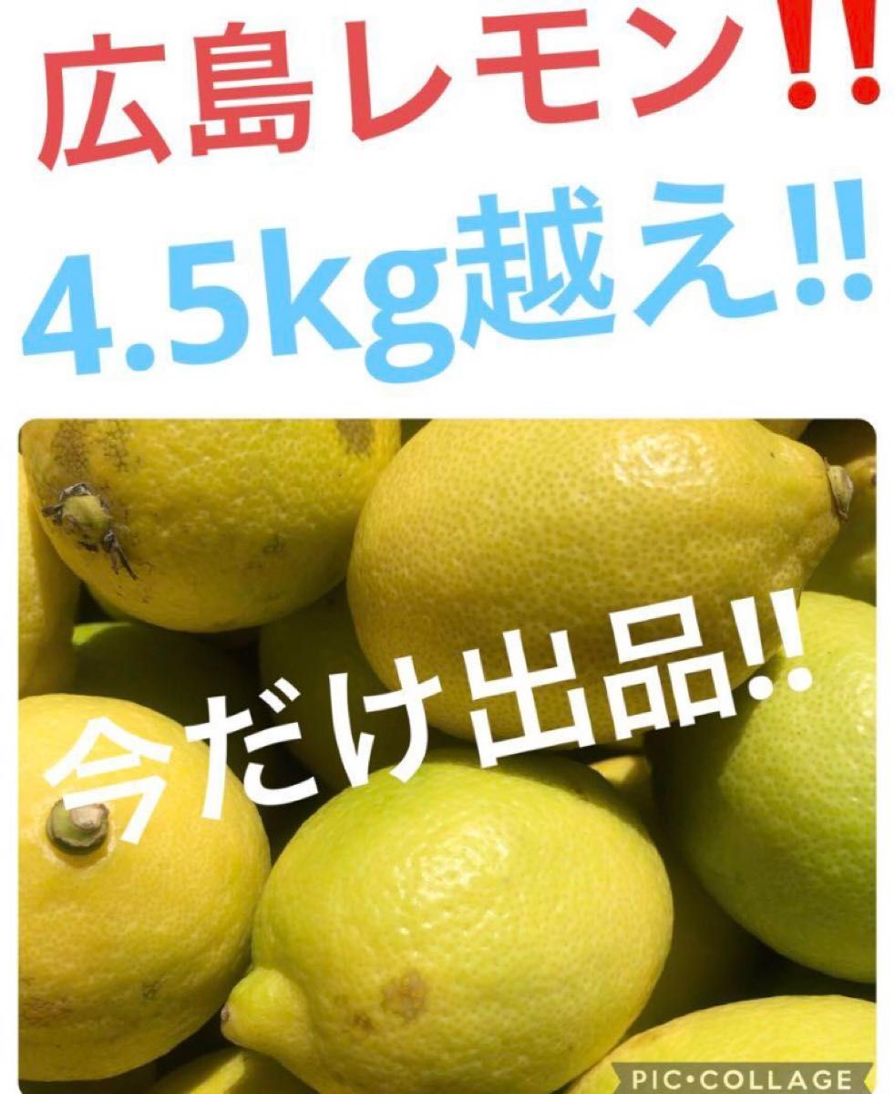 国産広島レモン　4.5kg越え