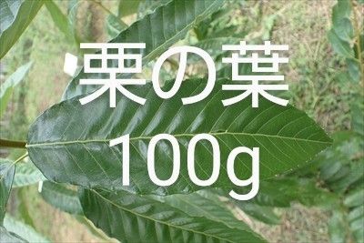 栗の葉 100g 小枝付き　新鮮 農薬不使用