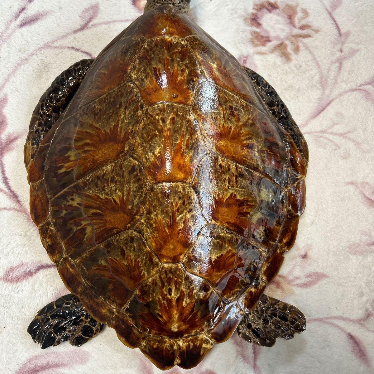 ウミガメ 剥製 海亀 全長64cm|Yahoo!フリマ(旧PayPayフリマ) ウミガメ 剥製 海亀 全長64cm|Yahoo!フリマ(旧PayPayフリマ)