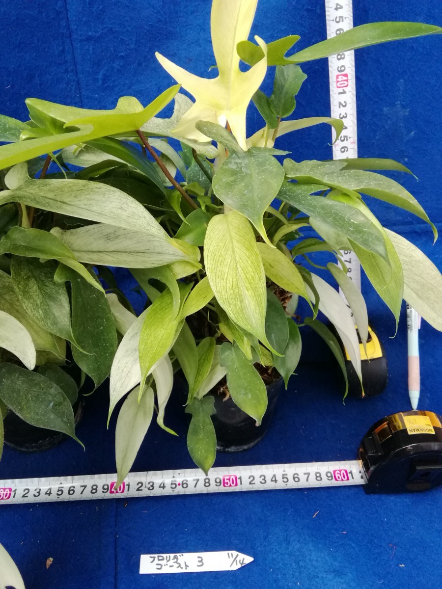 NO.1114　斑入り　古典　フィロデンドロン　フロリダゴースト　Phirodendron ３鉢セット　観葉植物　_画像4